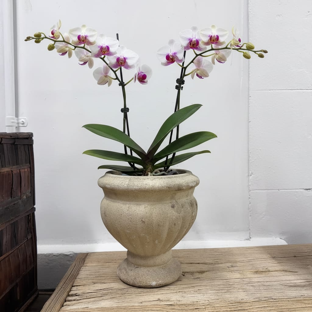Water Tiger Furniture French White Concrete Planters - Unique Ceramic Pots | Water Tiger