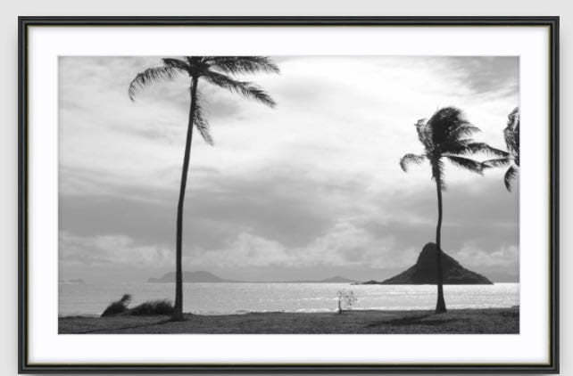 Agave Bondi art Limited edition local photographer framed prints 73x53cm