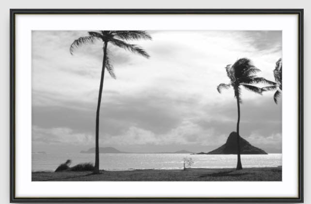Agave Bondi art Limited edition local photographer framed prints 99x75cm