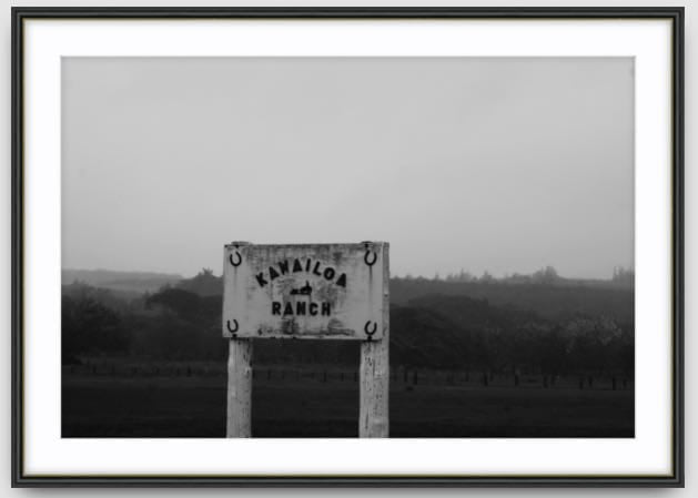Agave Bondi art Limited edition local photographer framed prints 73x53cm