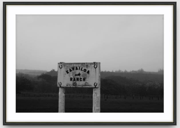 Agave Bondi art Limited edition local photographer framed prints 99x75cm
