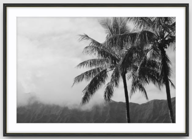 Agave Bondi art Limited edition local photographer framed prints 73x53cm