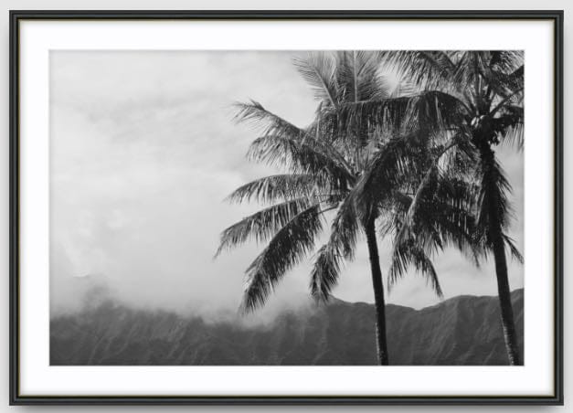Agave Bondi art Limited edition local photographer framed prints 99x75cm