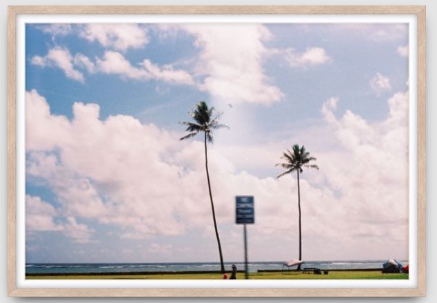 Agave Bondi art Limited edition local photographer framed prints 99x75cm
