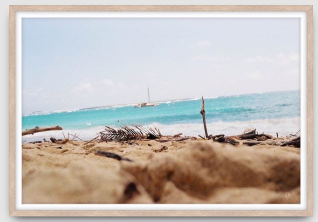 Agave Bondi art Limited edition local photographer framed prints 99x75cm