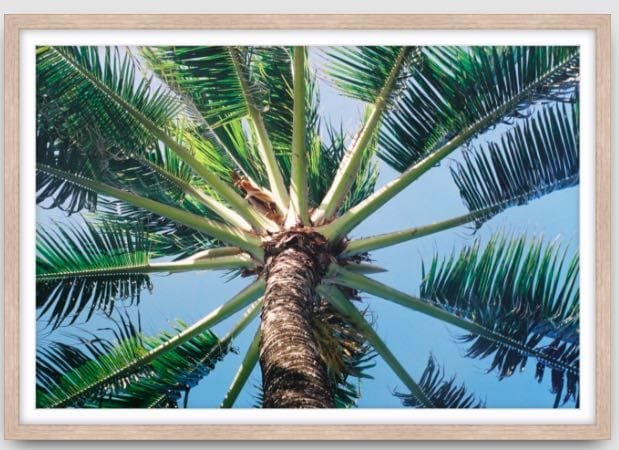 Agave Bondi art Limited edition local photographer framed prints 99x75cm